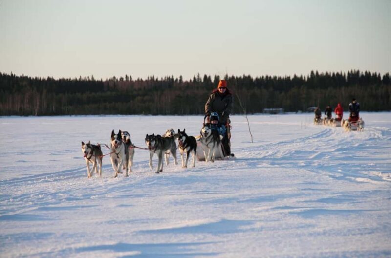Vuokatti: Husky Sled Ride with Hot Berry Juice & Biscuits - Discovering the Charm of a Husky Sled Ride in Vuokatti