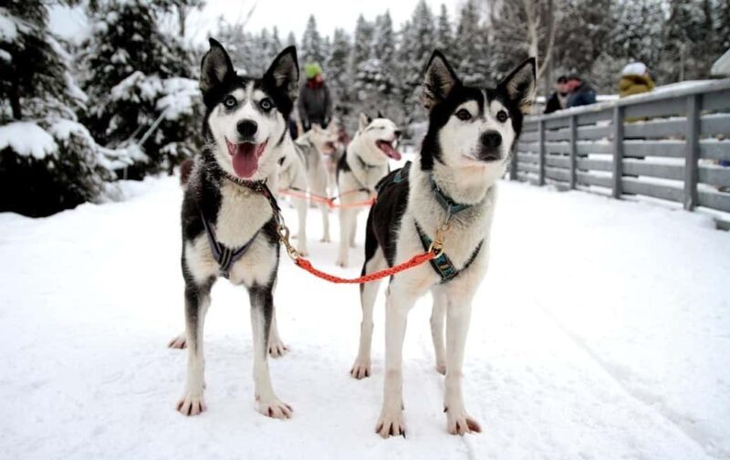 Vuokatti: Husky Sled Ride with Hot Berry Juice & Biscuits - The Practicalities