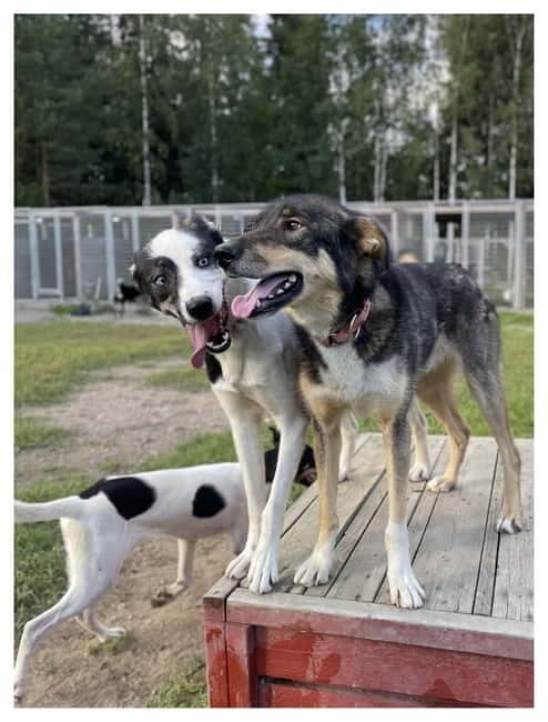 Vuokatti: Life with Huskies Experience - A Closer Look at the Experience