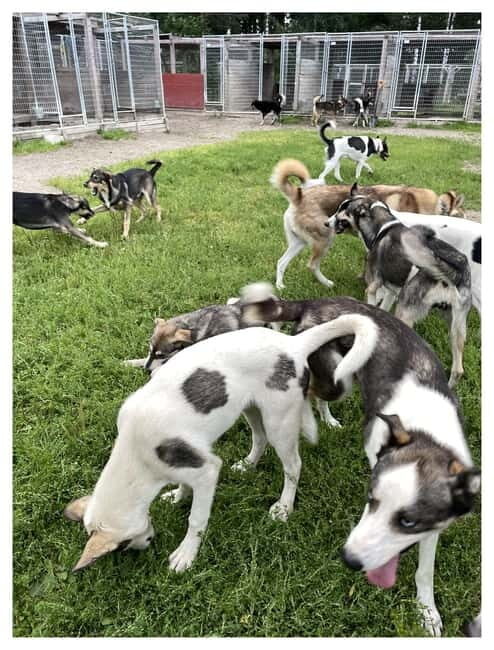 Vuokatti: Life with Huskies Experience - Final Thoughts