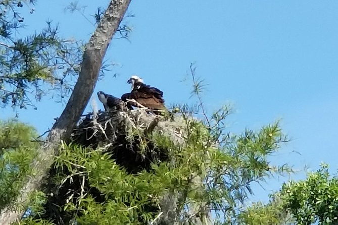 waccamaw-river-nature-and-wildlife-tour