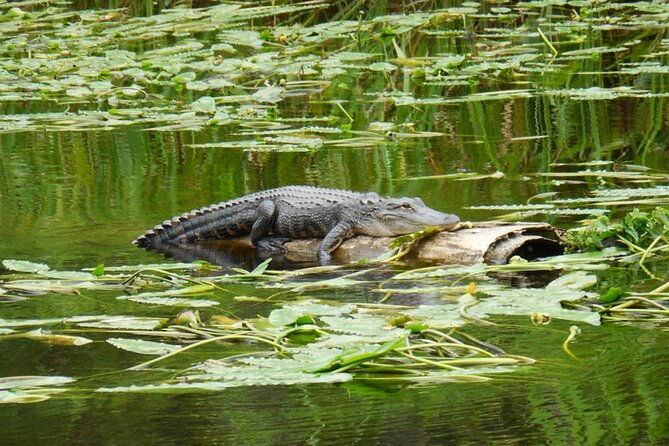 waccamaw-river-nature-and-wildlife-tour
