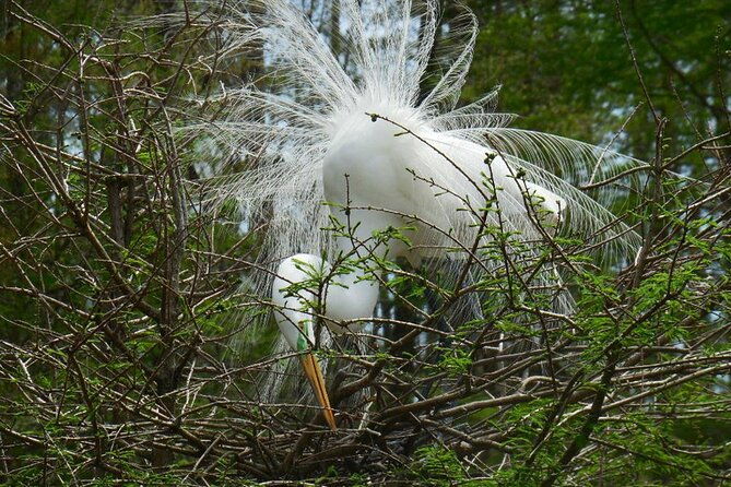 waccamaw-river-nature-and-wildlife-tour
