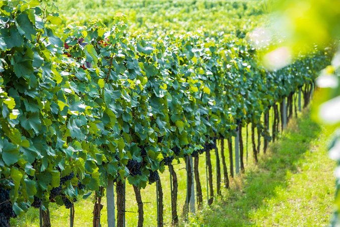 wachau-valley-kayak-wine-tour