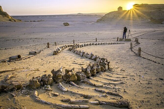 Wadi Al Hitan Day Trip From Cairo - The Sum Up