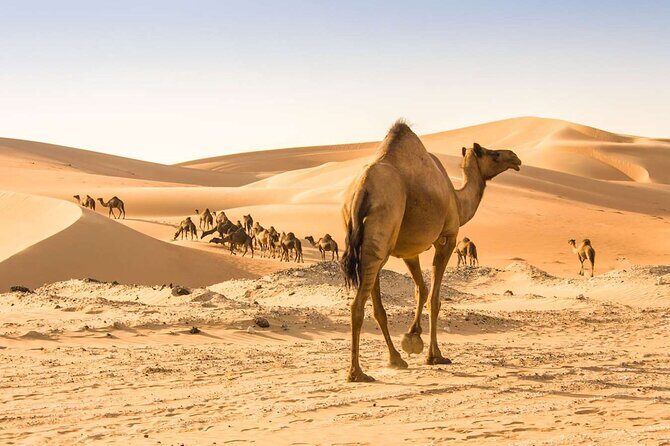 Wadi Bani Khaled & Desert Safari - Muscat, Oman - Final Thoughts