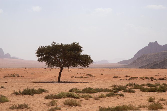 Wadi Rum: 4 Hour Highlights Tour - Real Experiences from Travelers