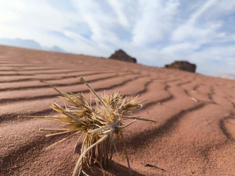 WADI RUM: ALL DAY JEEP TOUR with overnight and full meals - Final Thoughts
