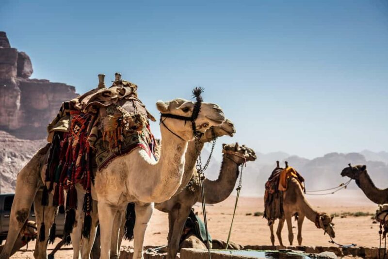 Wadi Rum: Camel Ride with tea and Bedouin Guide - Key Points