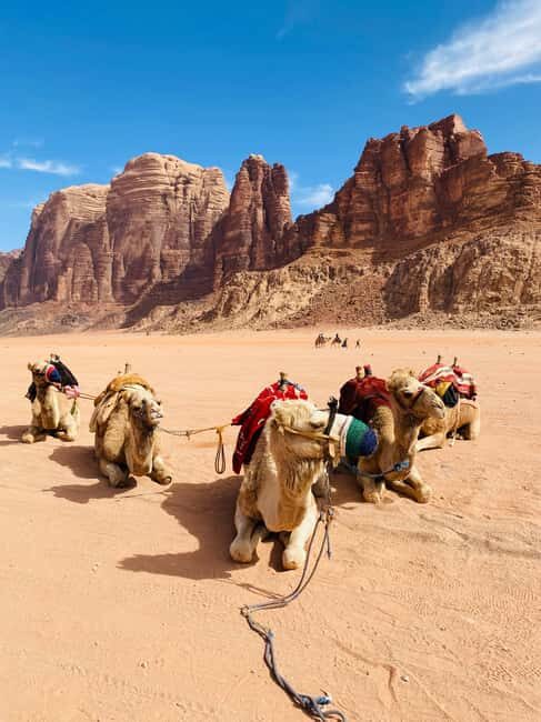 Wadi Rum: camel ride with traditional tea tasting - Key Points  
