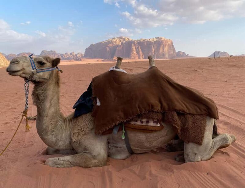 Wadi Rum: camel ride with traditional tea tasting - Exploring Wadi Rum: An Authentic Desert Experience  