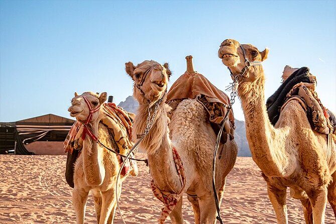 Wadi Rum Private Tour from Petra with Martian and Star Wars Film Site - Frequently Asked Questions