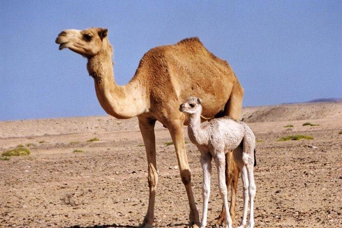 Wahiba Sands&Wadi Bani Khalid desert Safari(Muscat tours) - FAQ