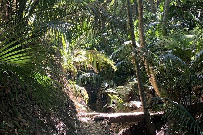 Waiheke Island Bush & Beach Walk - The Value of a Guided Nature Walk on Waiheke