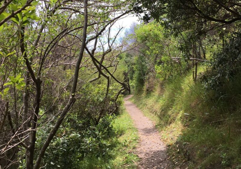 Waiheke Island: Double Headland Premium Guided Coastal Walk - Key Points