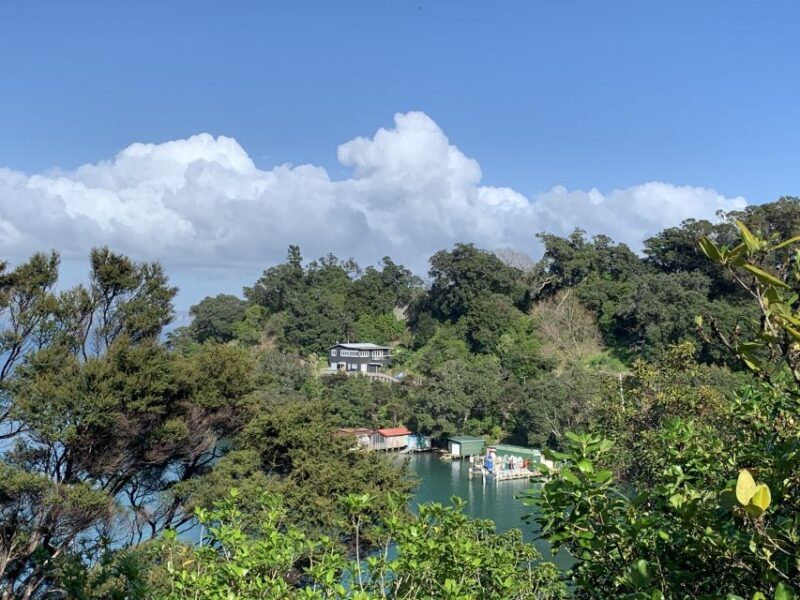 Waiheke Island: Forest and Beach Premium Guided Walk - What to Expect: The Details 