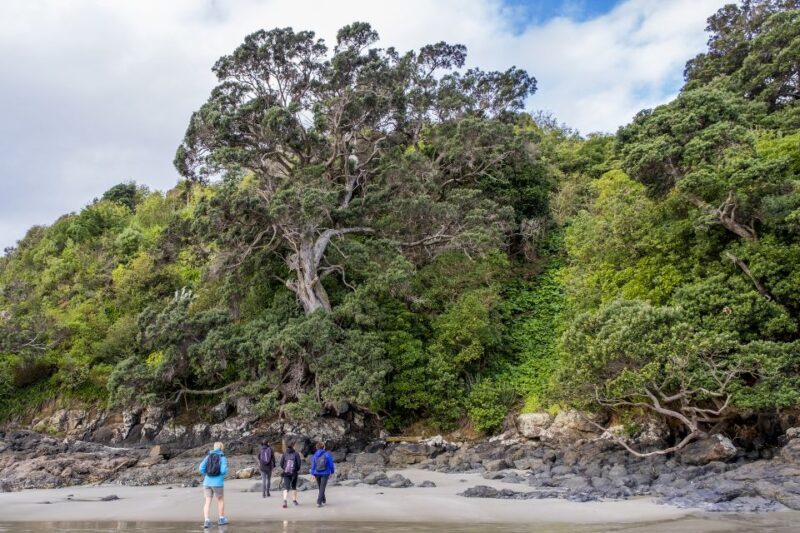 Waiheke Island: Forest and Beach Premium Guided Walk - The Practicalities