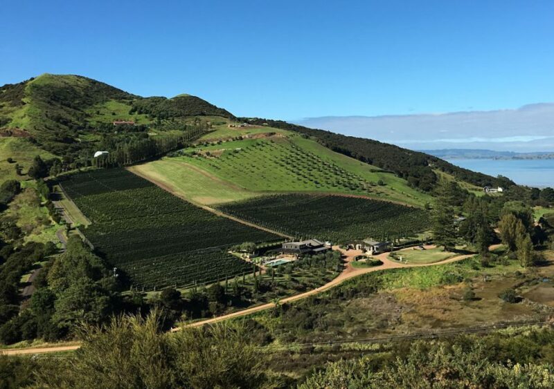 Waiheke Island: Premium Vineyard, Wine Tasting and Bush Walk - A Closer Look: What the Tour Offers