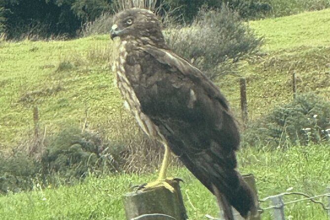 Waiheke Island Private Birding Tour - Key Points
