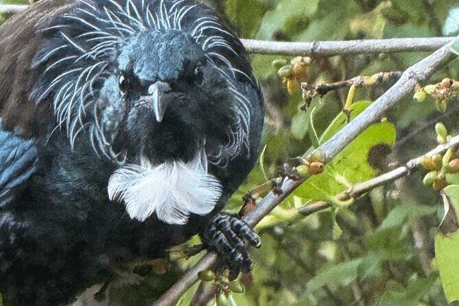 Waiheke Island Private Birding Tour - Who Should Consider This Tour?
