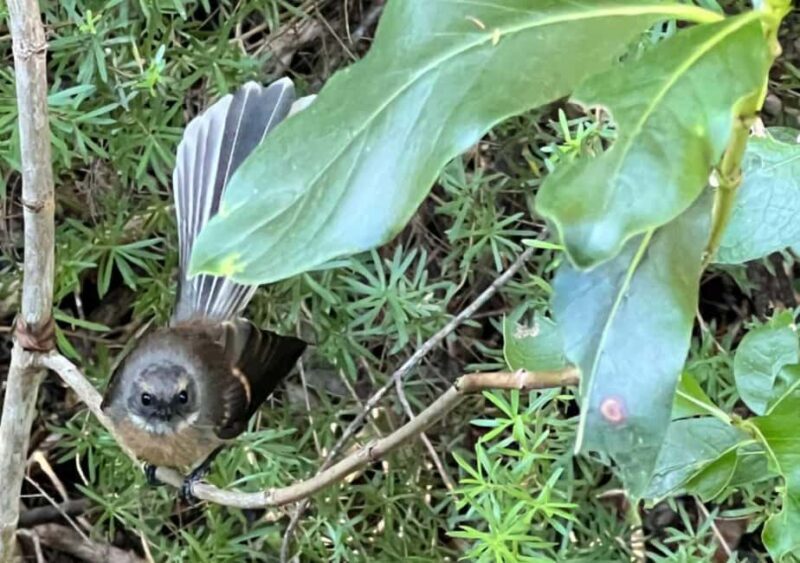 Waiheke Island: Private Birding Tour | Terra & Tide - Key Points