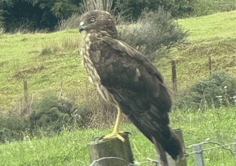 Waiheke Island: Private Birding Tour | Terra & Tide - Exploring Waiheke Islands Birding Landscape