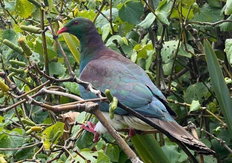 Waiheke Island: Private Birding Tour | Terra & Tide - Transportation and Practicalities