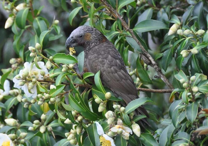 Waiheke Island: Private Birding Tour | Terra & Tide - Who Would Love This Tour?