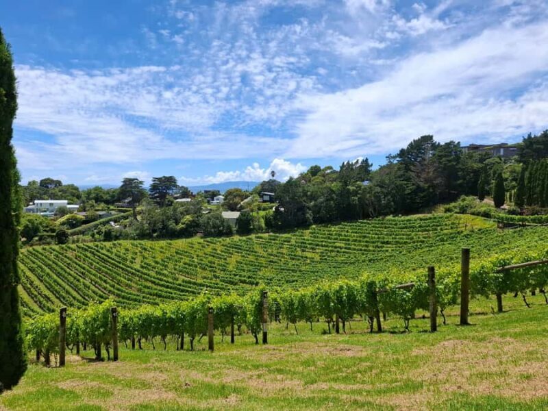Waiheke Island: Sip and Savor 3 Vineyards Tour with Lunch - FAQ