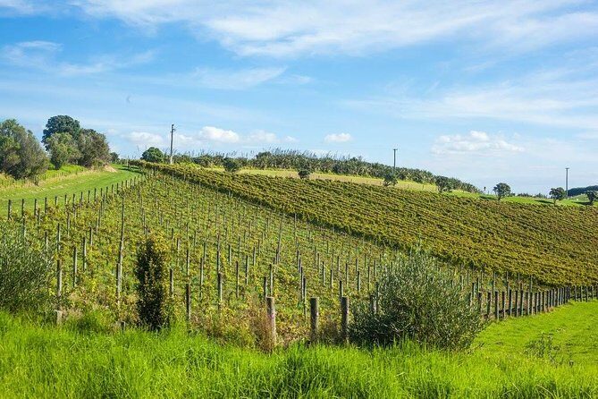 Waiheke island wine tours with Waitiki Tours - The Sum Up