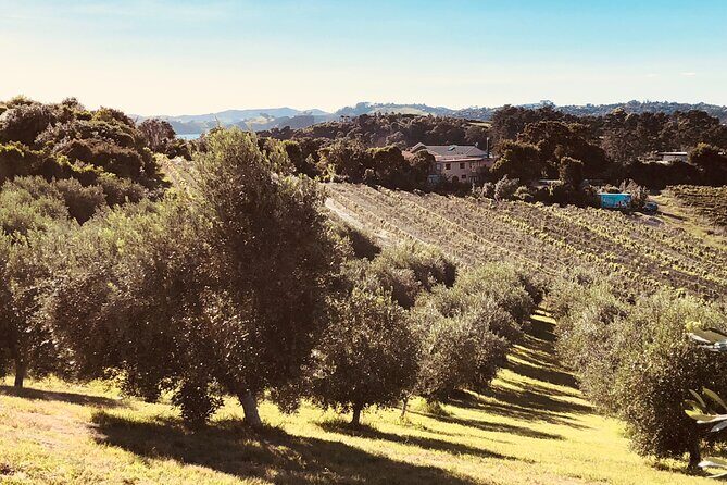 Waiheke Island Winery Tour - Authentic Experiences from Reviewers