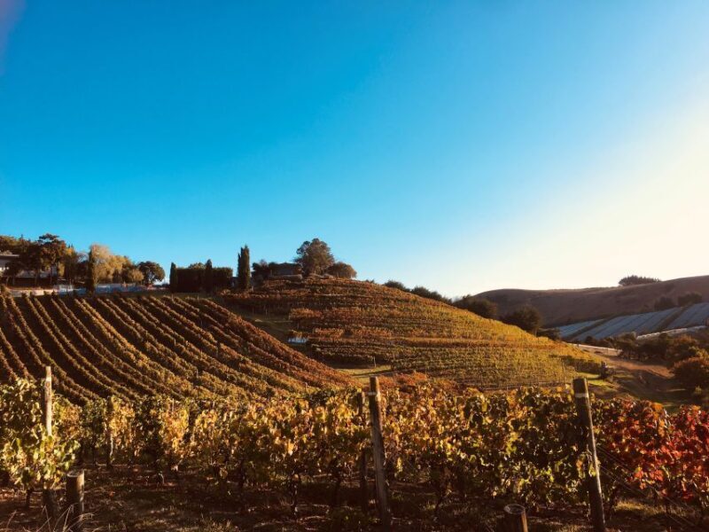 Waiheke: Scenic Taste and Graze Tour with Wine, Whisky, Beer - The Experience’s Strengths