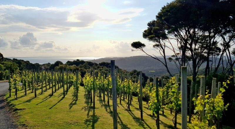 Waiheke: Scenic Taste and Graze Tour with Wine, Whisky, Beer - Final Thoughts