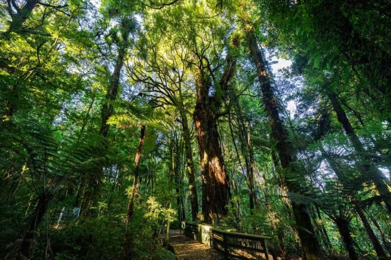 Waikato: Ancient Forest Guided Tour - Exploring the Itinerary: What to Expect During the Tour