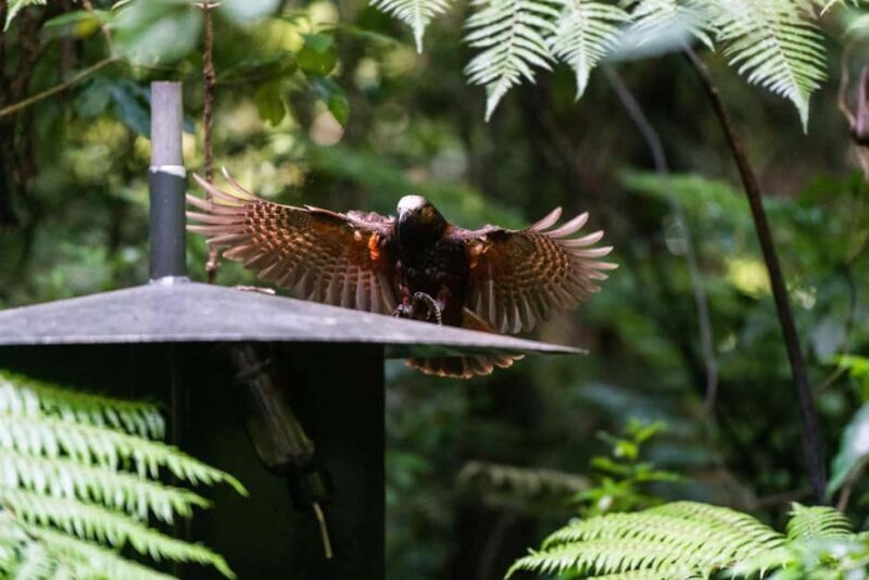 Waikato: Ancient Forest Guided Tour - The Value of the Tour: Price and Experience