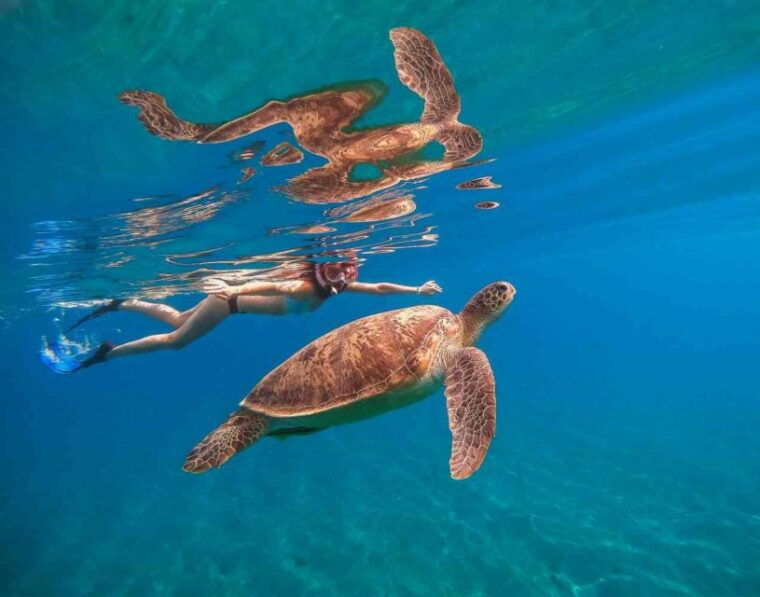waikiki-5-in-1-turtle-snorkeling-trip-with-transfer