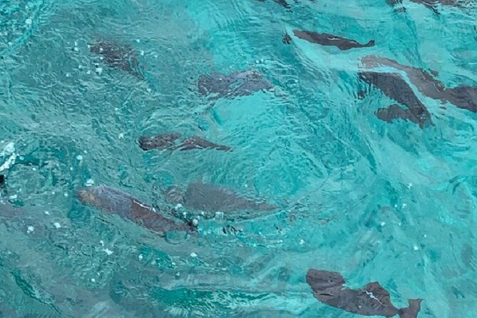 waikiki-beach-glass-bottom-boat-tour