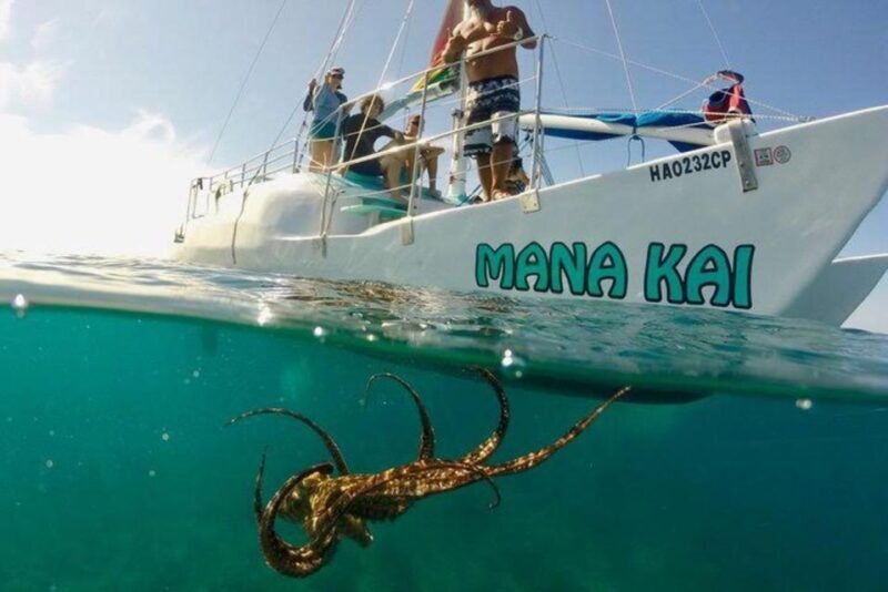 Waikiki Beach: Turtle Snorkeling and Sailing on Hwea - The Authentic Marine Encounter: What You’ll See