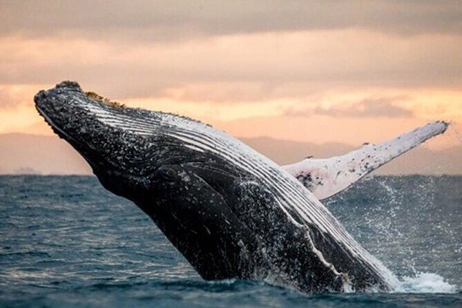 Waikiki Glass Bottom Boat Sunset Cruise - FAQs