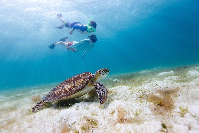Waikiki Green Sea Turtle Snorkeling Tour - Boat Excursion - An In-Depth Look at the Tour Experience