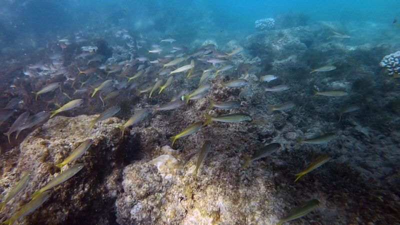 waikiki-honolulu-beginner-scuba-diving-with-videos