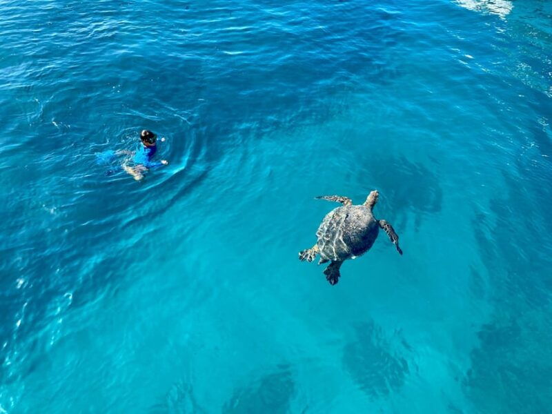 waikiki-sea-turtle-snorkeling-small-group-boat-tour