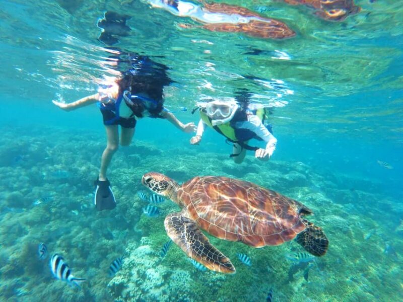Waikiki: Turtle Snorkeling Cruise with 20ft Jumping Platform - An In-Depth Look at the Tour Experience