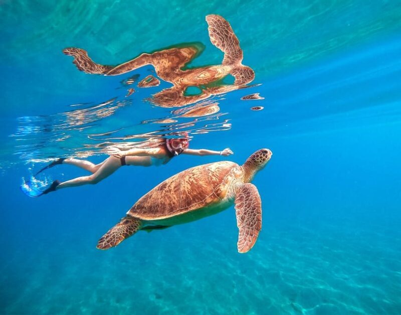 Waikiki: Turtle Snorkeling Cruise with 20ft Jumping Platform - Who Will Love This Tour?
