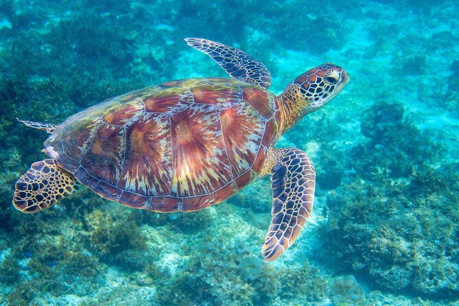 waikiki-turtle-snorkeling-tour