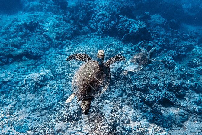 waikiki-turtle-snorkeling-tour