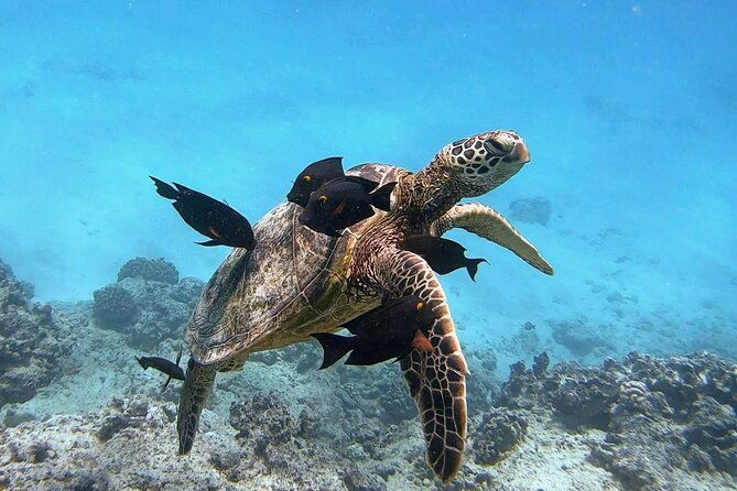 waikiki-turtle-snorkeling-tour