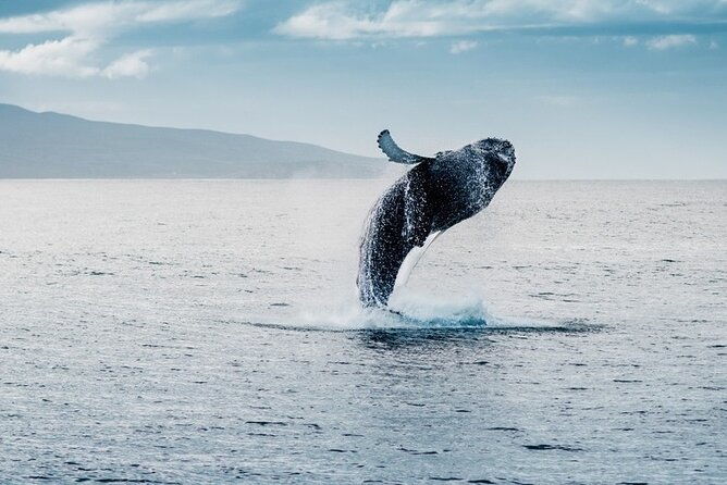 waikiki-whale-watching-cruise