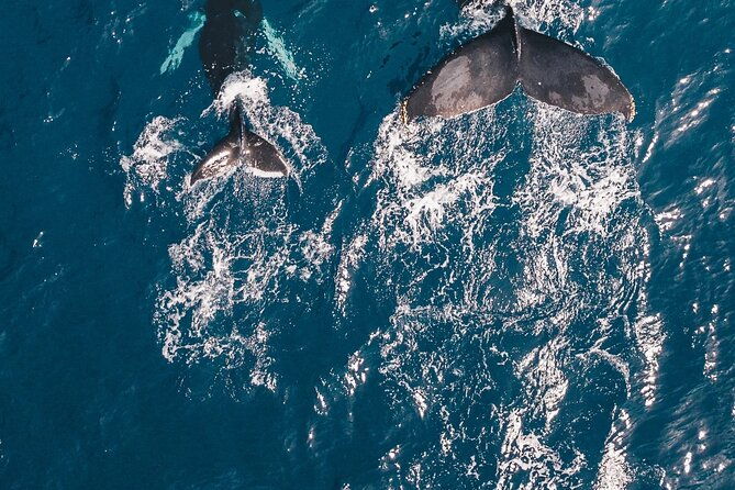 waikiki-whale-watching-cruise