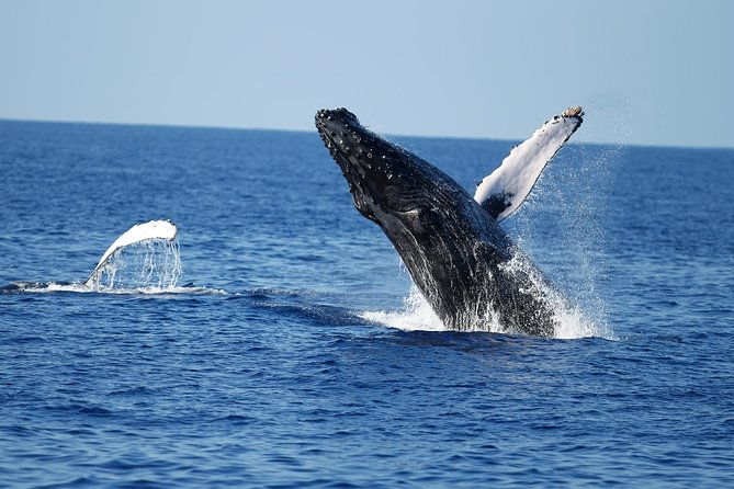 waikiki-whale-watching-cruise-with-coffee-donuts-hula